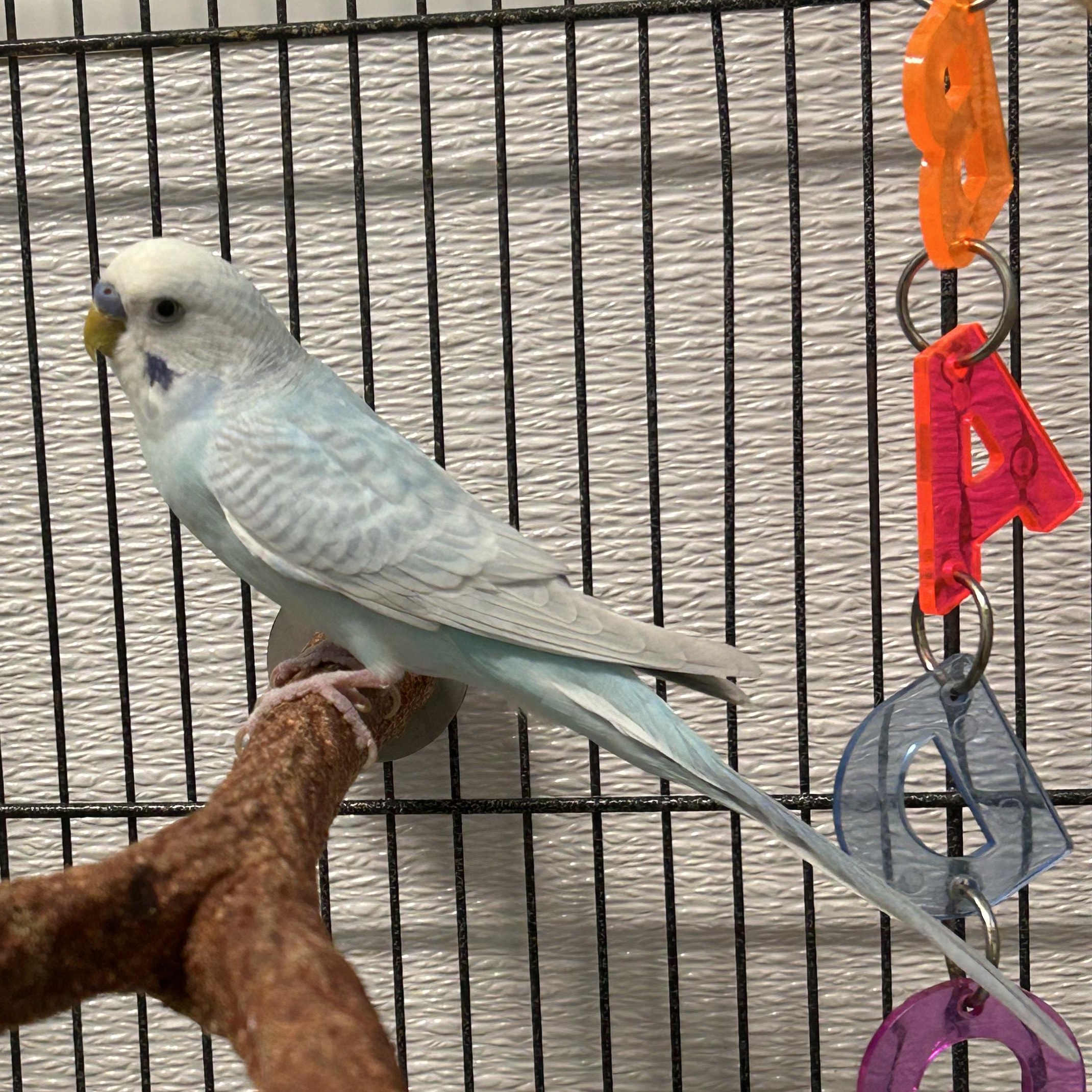 Pedro--Adoption Pending, an adopted Parakeet (Other) in Edgewood, MD image 3/6