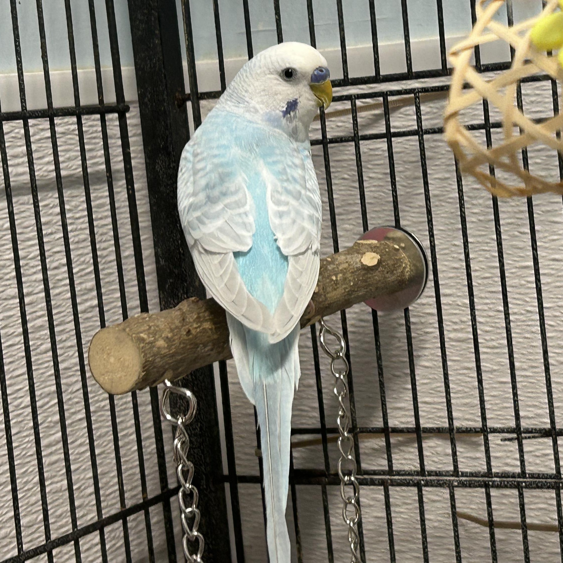 Pedro--Adoption Pending, an adopted Parakeet (Other) in Edgewood, MD image 2/6