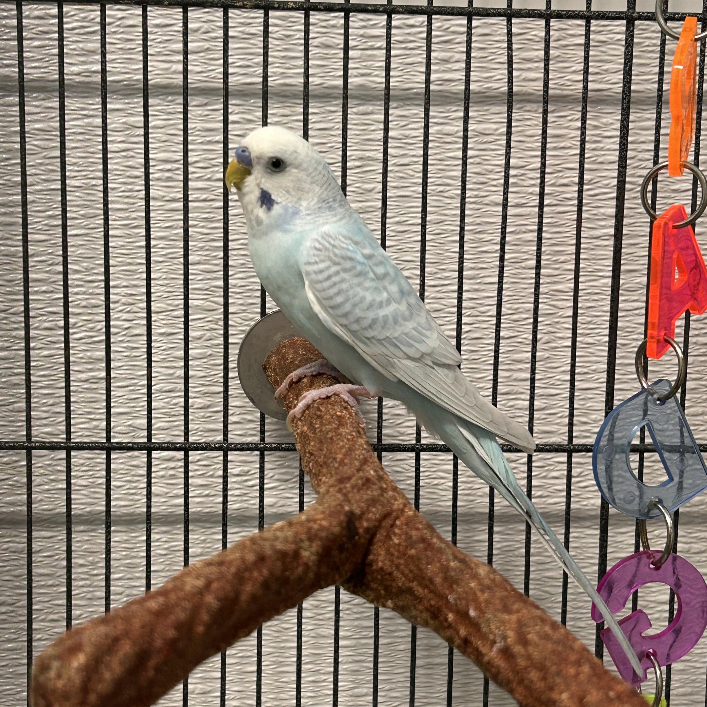 Pedro--Adoption Pending, adopted, Adult Male Parakeet (Other).