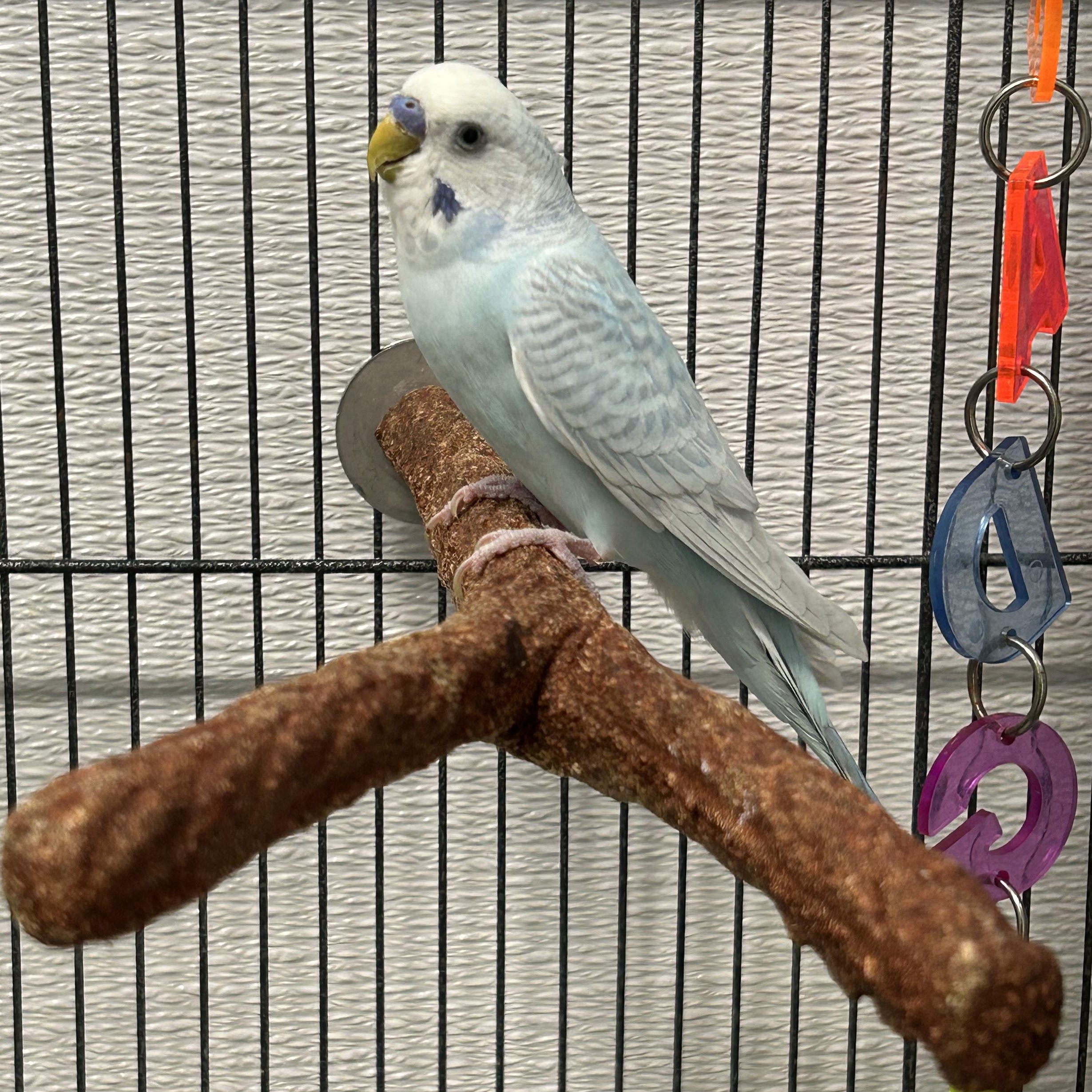 Pedro--Adoption Pending, an adopted Parakeet (Other) in Edgewood, MD image 5/6