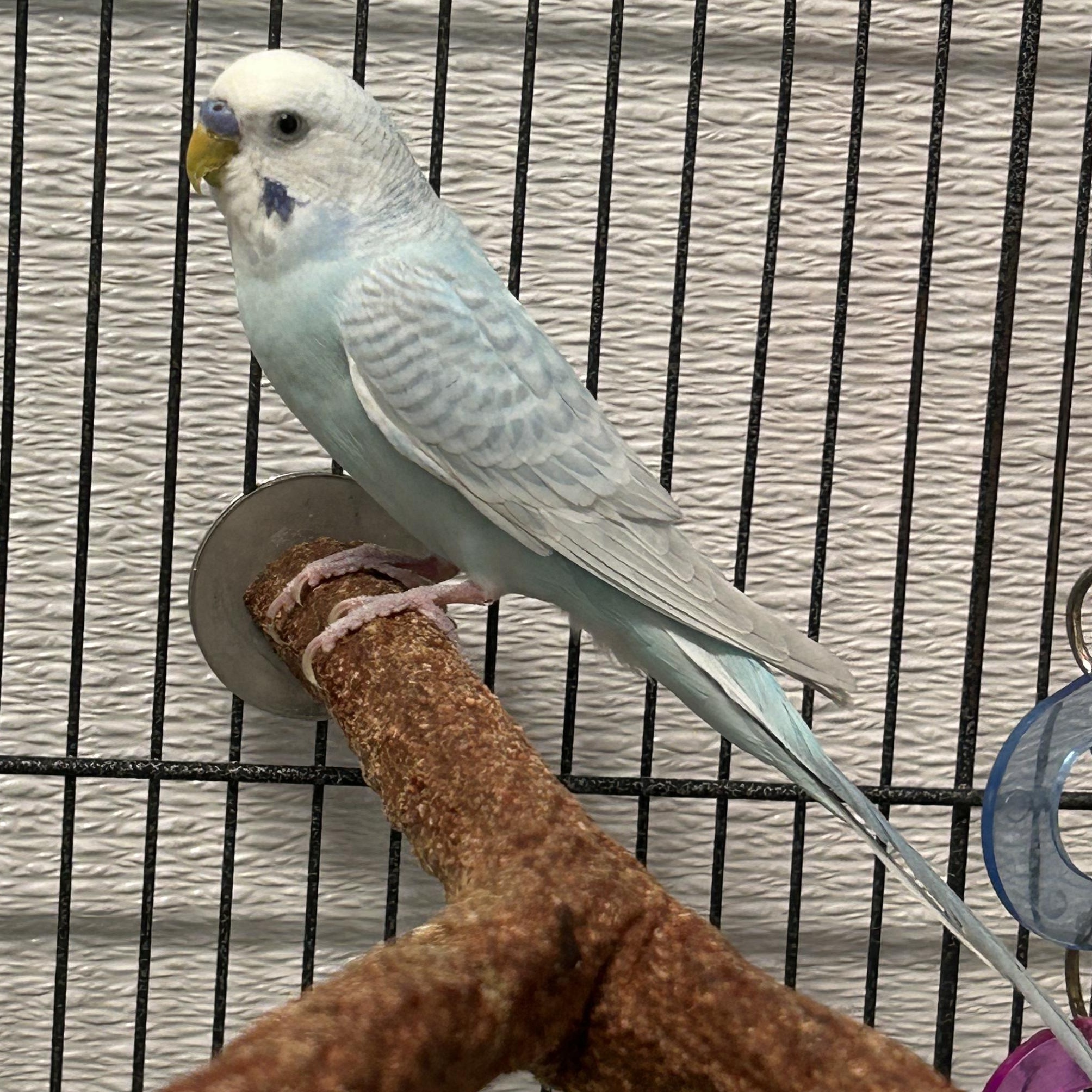 Pedro--Adoption Pending, an adopted Parakeet (Other) in Edgewood, MD image 6/6