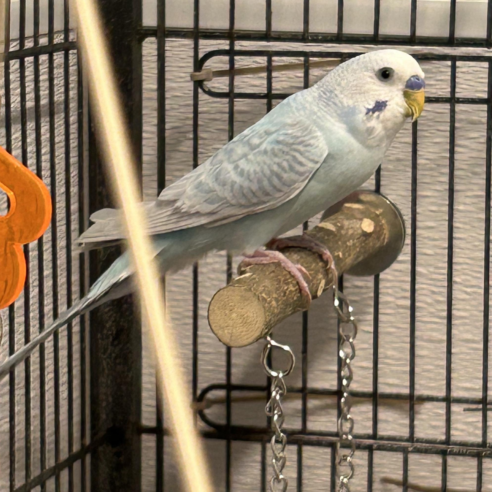 Pedro--Adoption Pending, an adopted Parakeet (Other) in Edgewood, MD image 4/6