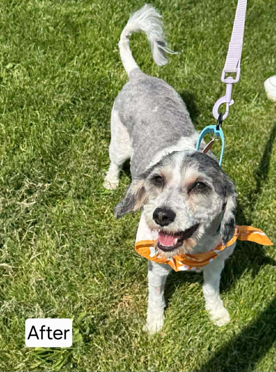 Enlarge Rooney, a ADOPTABLE Cavapoo in St. Clairsville, OH image 1/4
