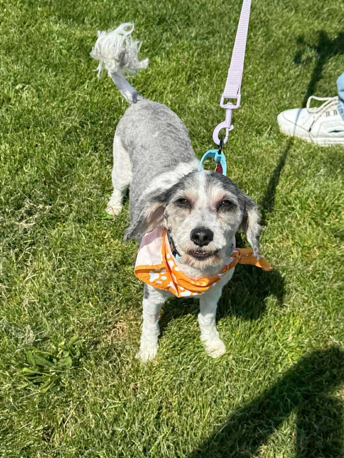 Enlarge Rooney, a ADOPTABLE Cavapoo in St. Clairsville, OH image 4/4