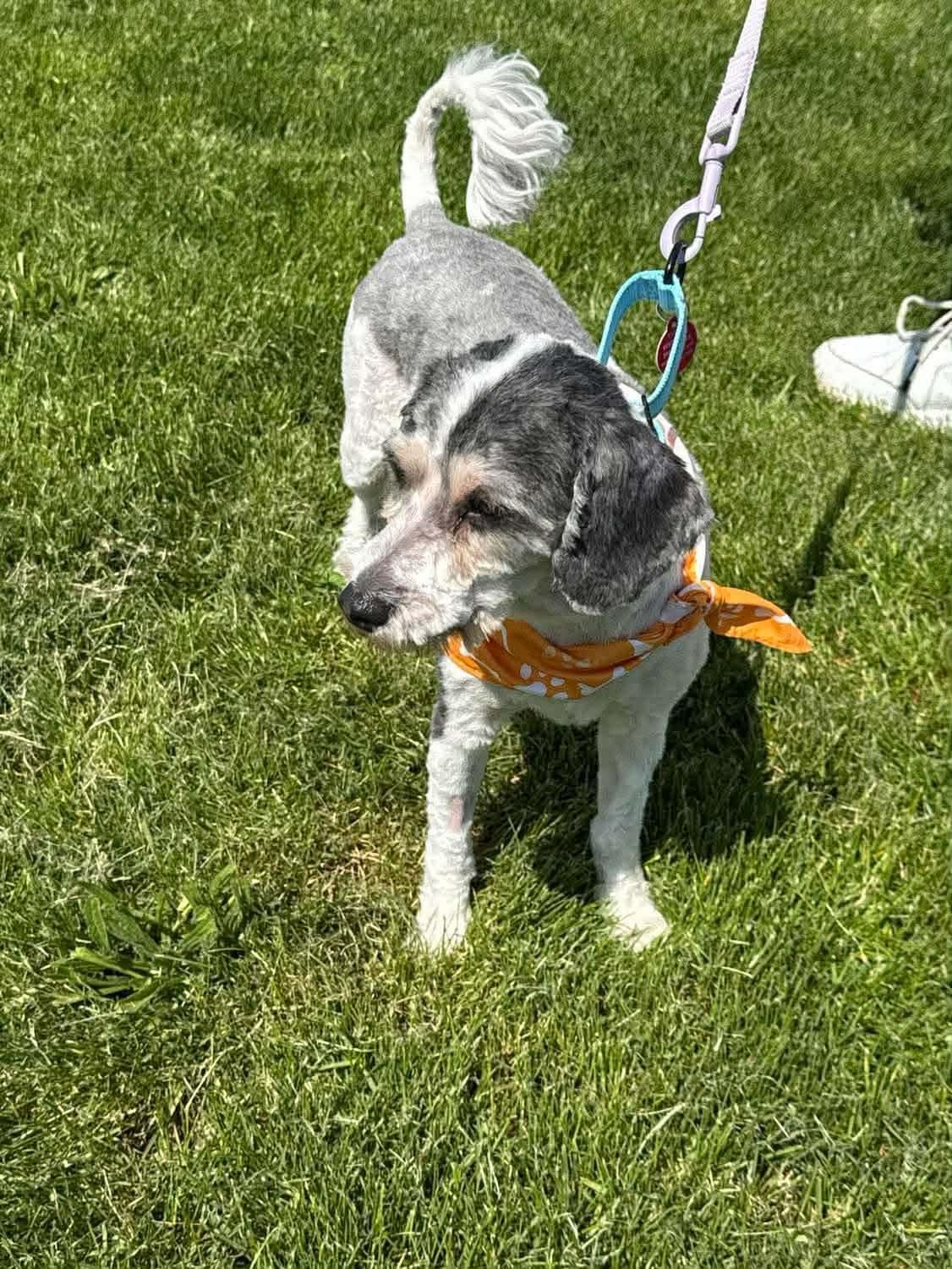 Enlarge Rooney, a ADOPTABLE Cavapoo in St. Clairsville, OH image 2/4