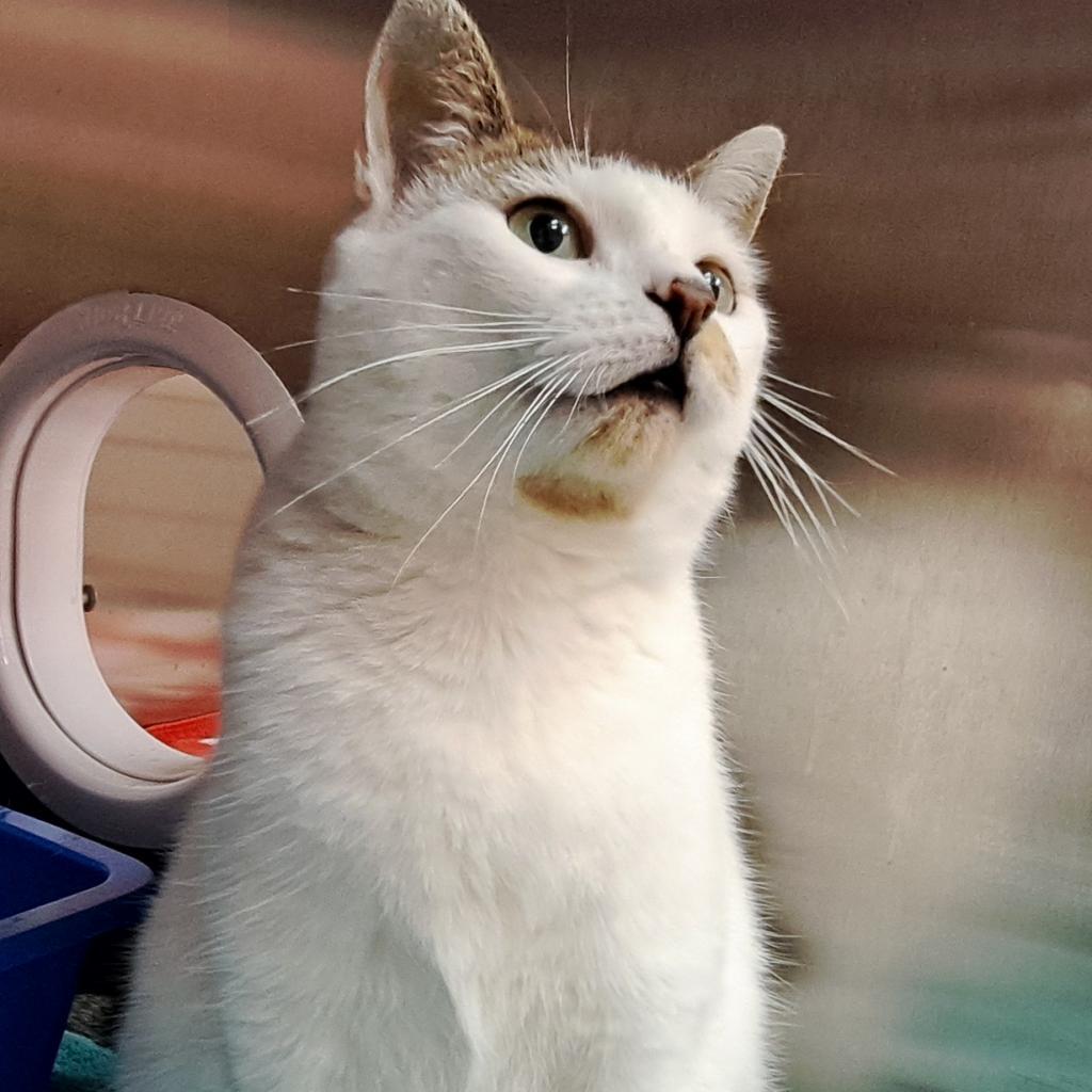 Enlarge Alexa, a Adoptable Domestic Short Hair in West Plains, MO image 1/4