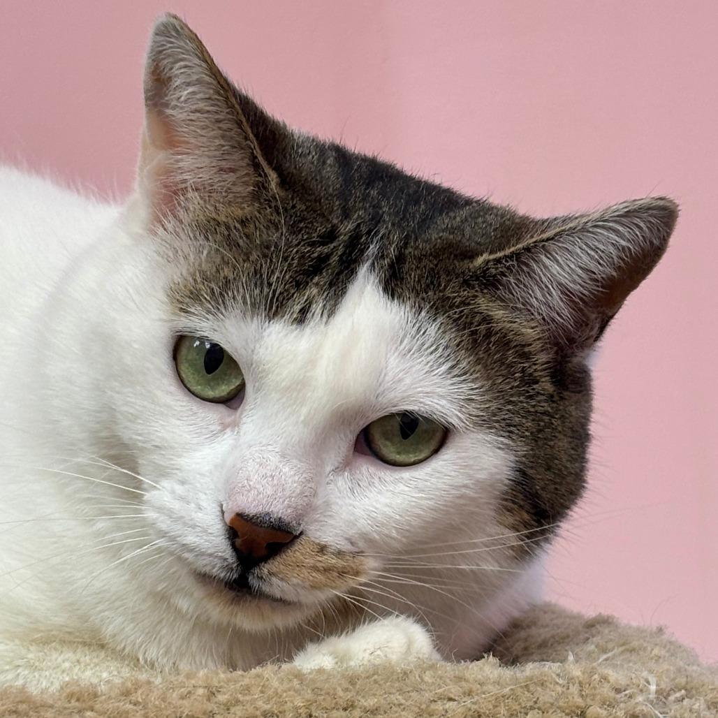 Enlarge Alexa, a Adoptable Domestic Short Hair in West Plains, MO image 2/4