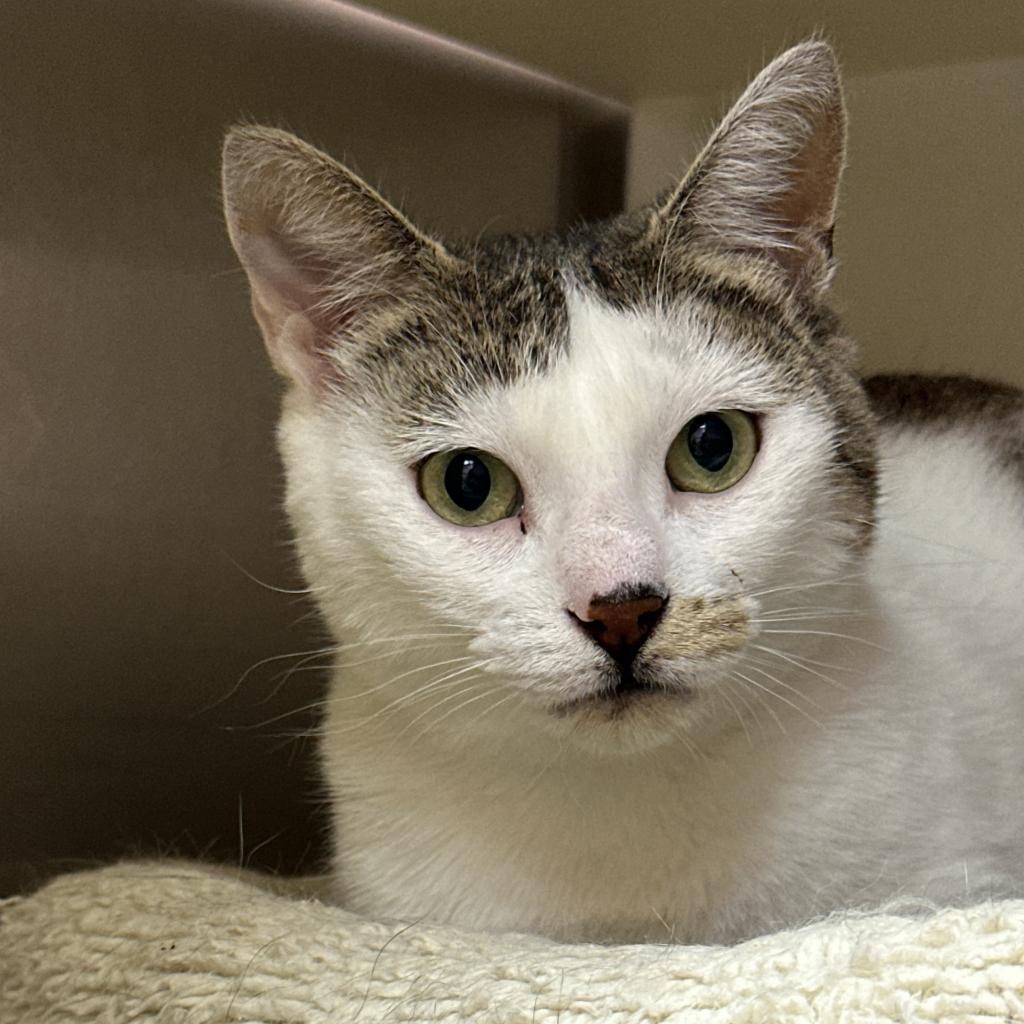 Enlarge Alexa, a Adoptable Domestic Short Hair in West Plains, MO image 3/4