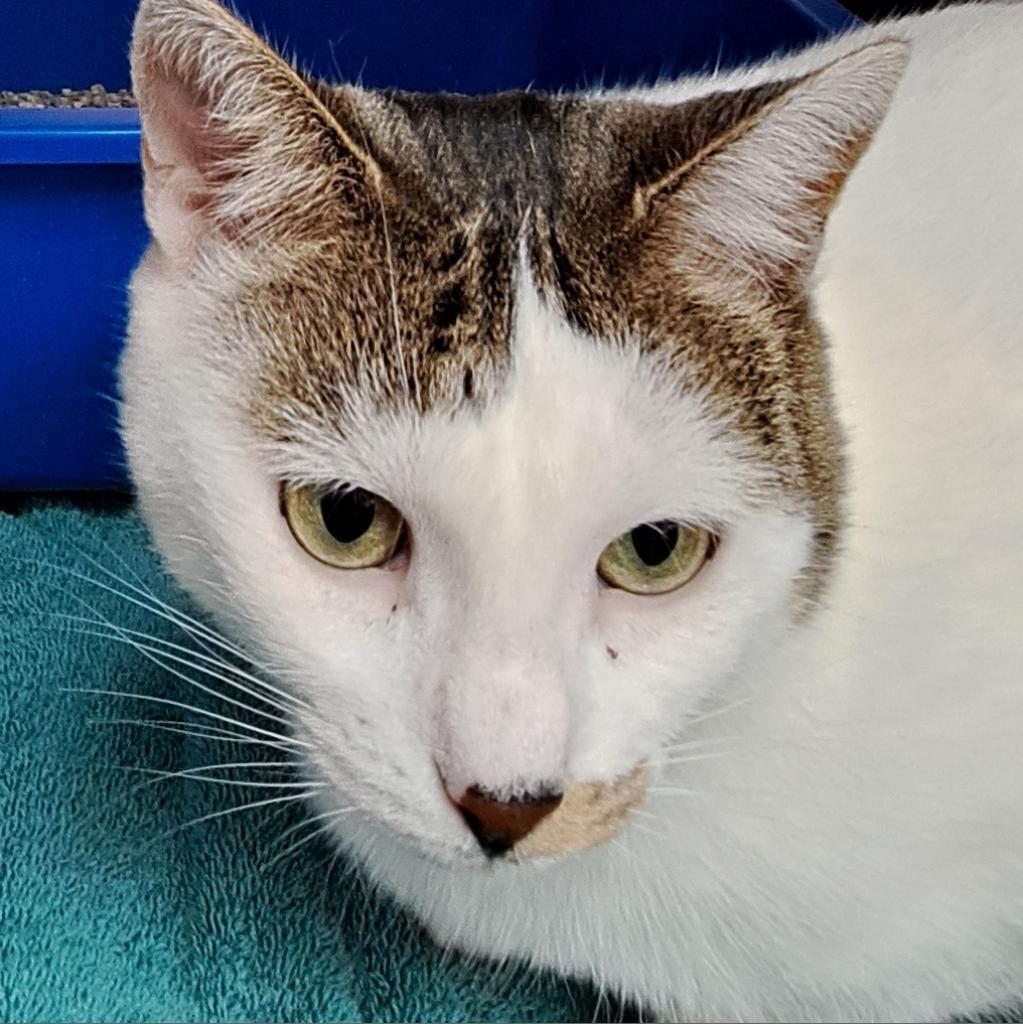 Enlarge Alexa, a Adoptable Domestic Short Hair in West Plains, MO image 4/4