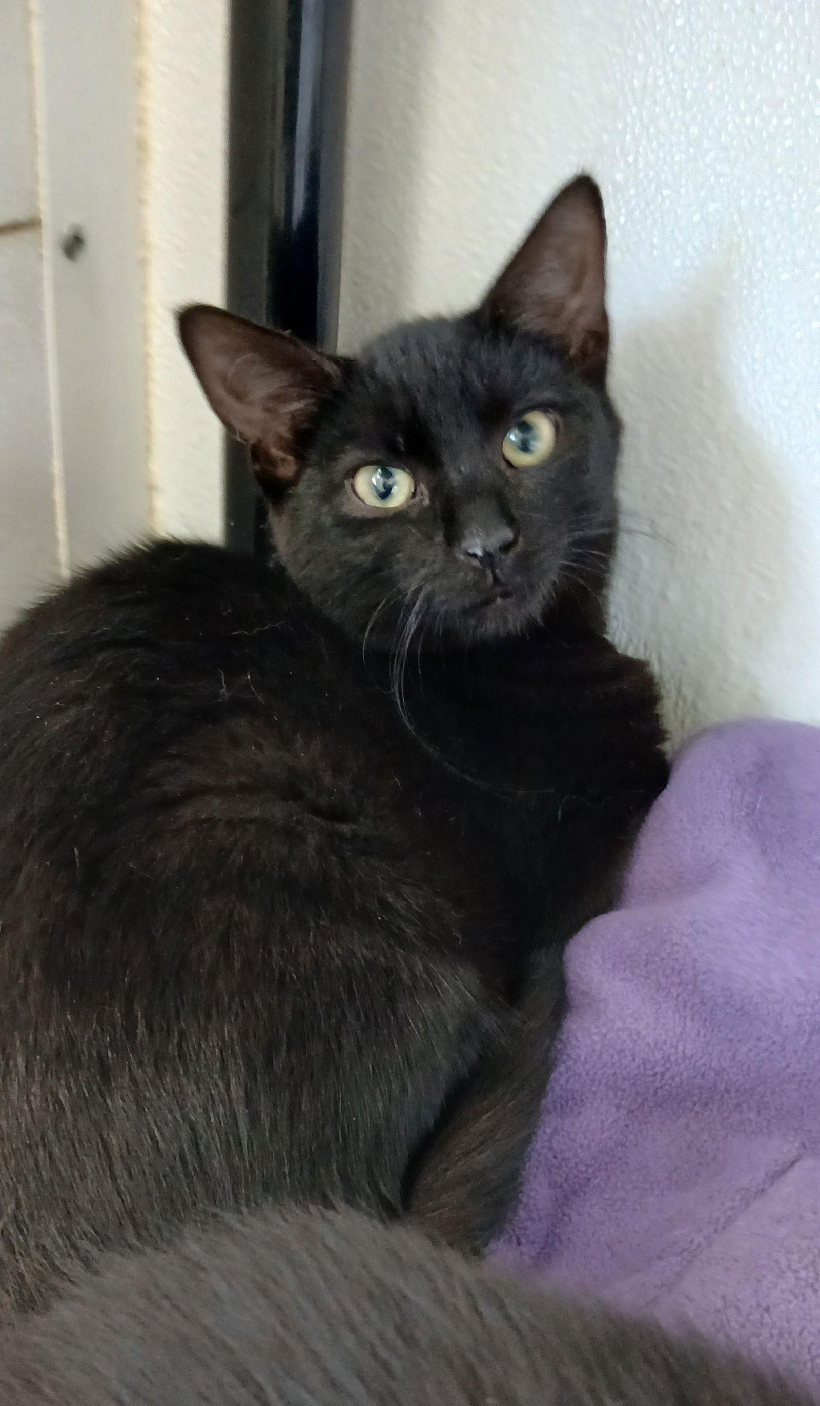 Enlarge Tempest, a Adoptable Domestic Short Hair in Bay City, MI image 1/1