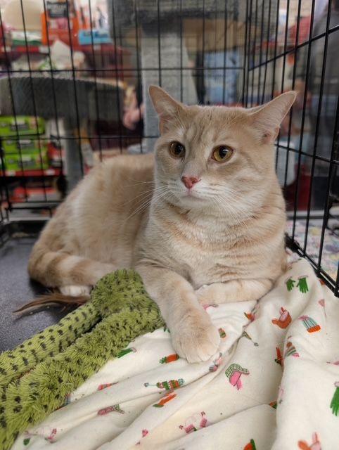 Biggie, Adoptable, Young Male Domestic Short Hair.