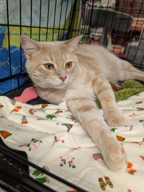 Enlarge Biggie, a Adoptable Domestic Short Hair in Lake Orion, MI image 2/3