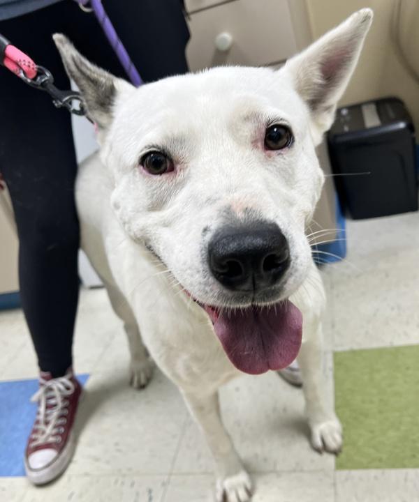 Mathe, Adoptable, Adult Female Shepherd.