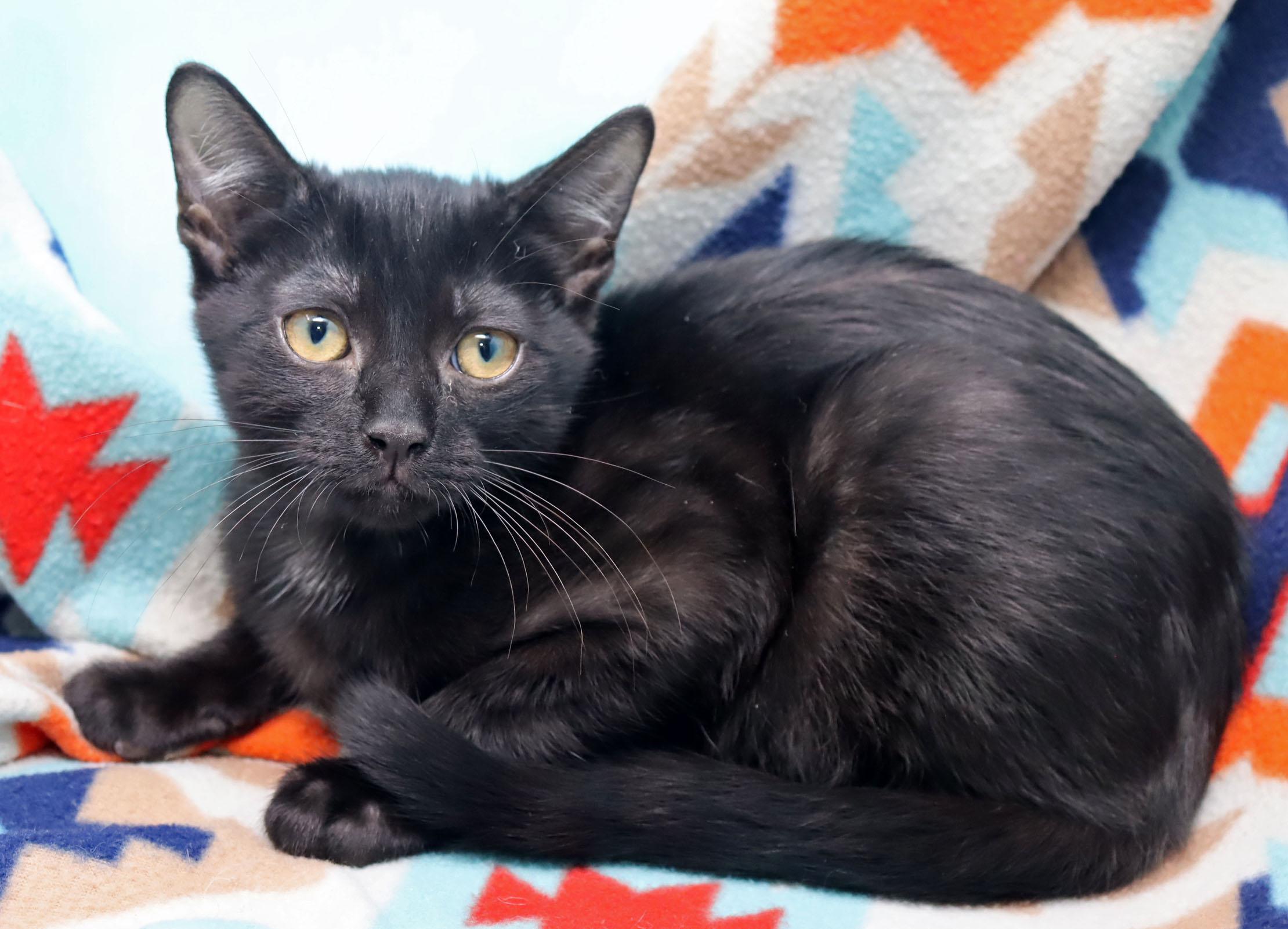 Pepper, a ADOPTABLE Domestic Short Hair in Tierra Verde, FL image 2/3