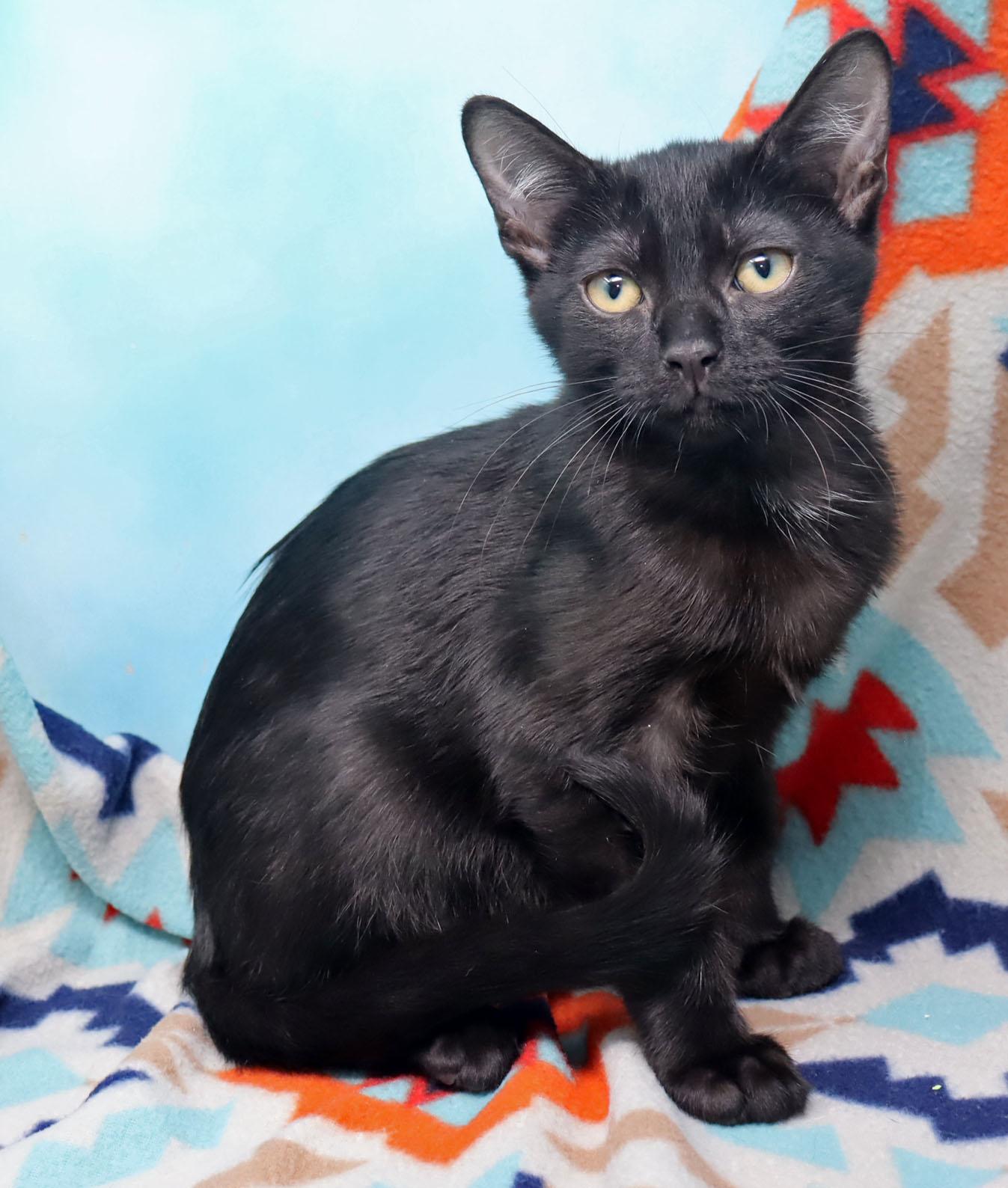 Pepper, a ADOPTABLE Domestic Short Hair in Tierra Verde, FL image 3/3