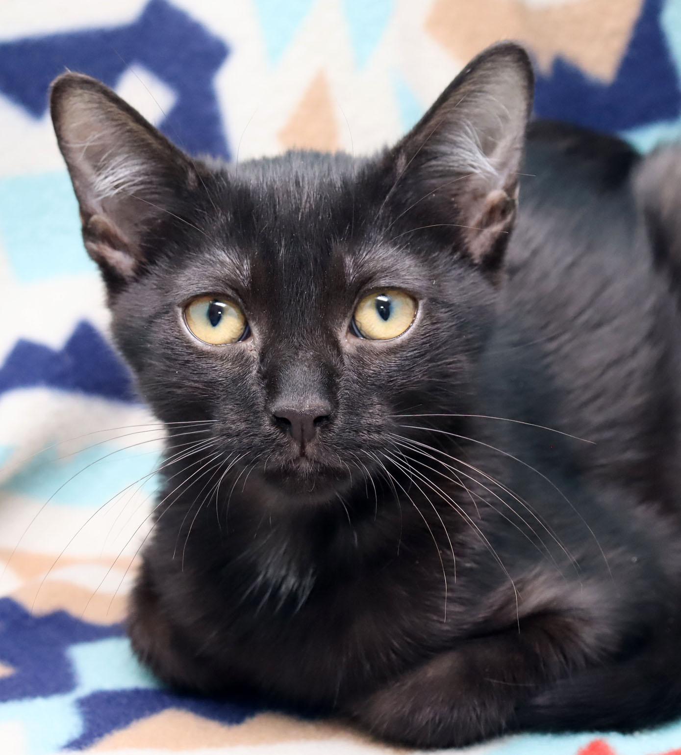 Pepper, ADOPTABLE, Kitten Male Domestic Short Hair.