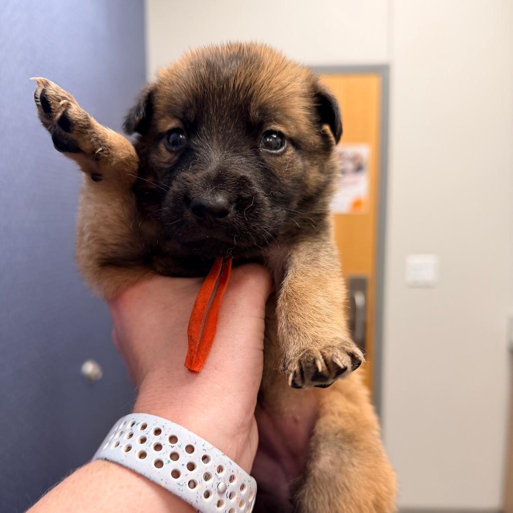 Enlarge Chewie, a Adoptable Shepherd in Saint John, IN image 1/5