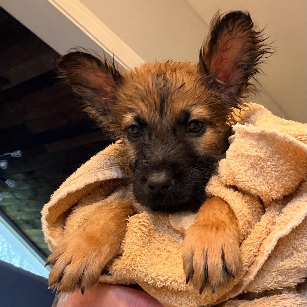 Enlarge Chewie, a Adoptable Shepherd in Saint John, IN image 2/5