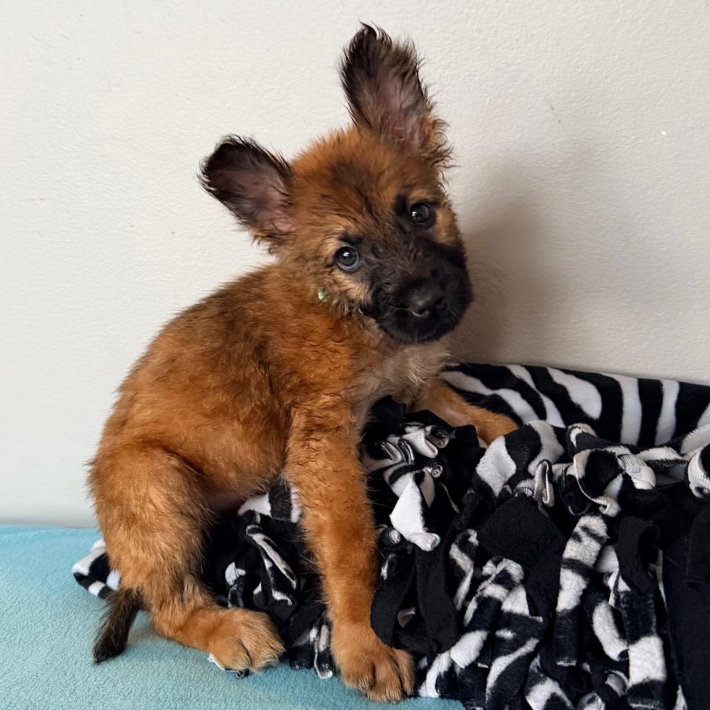 Enlarge Chewie, a Adoptable Shepherd in Saint John, IN image 3/5
