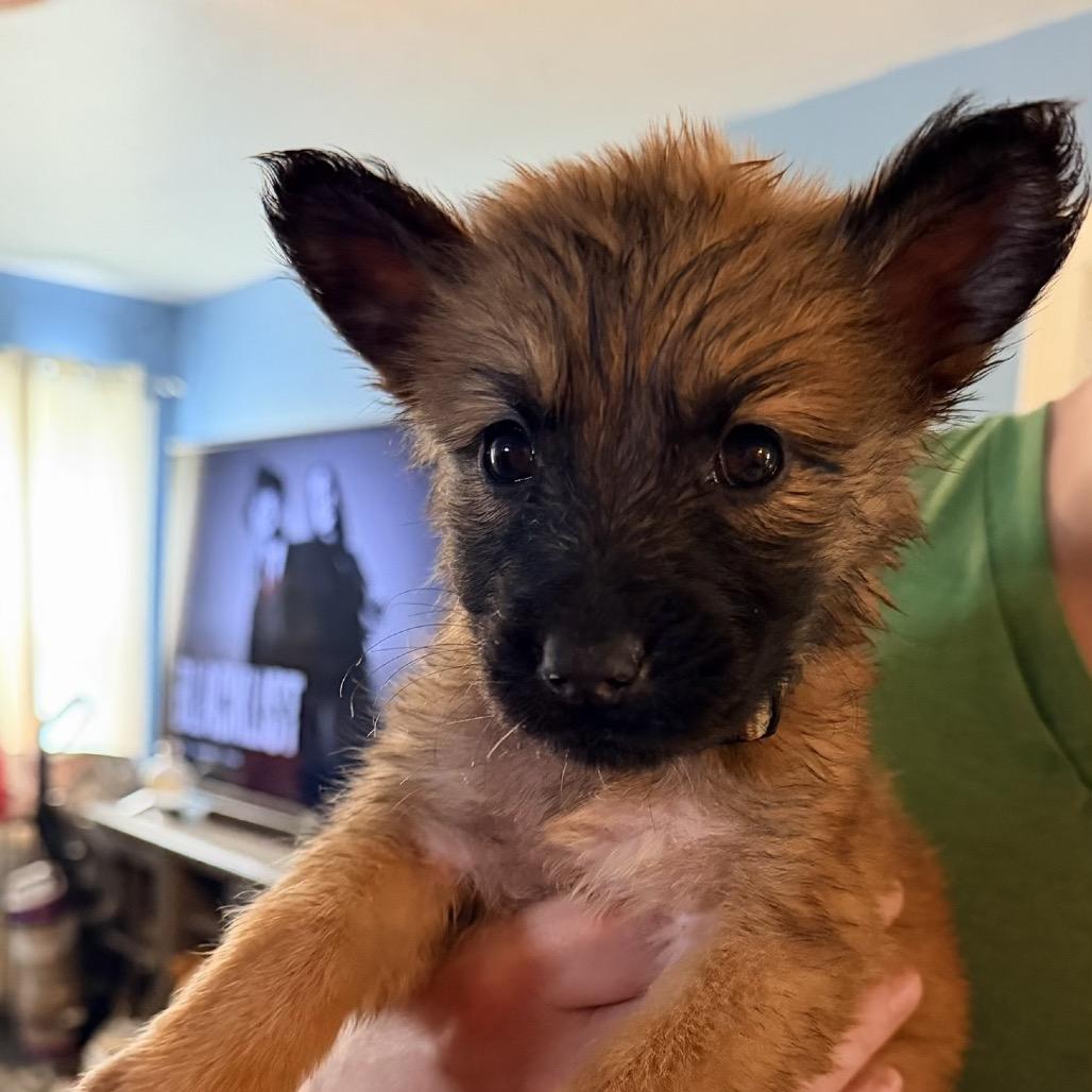 Enlarge Chewie, a Adoptable Shepherd in Saint John, IN image 4/5