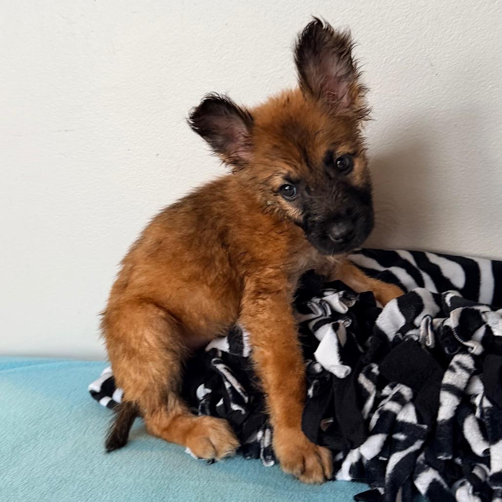 Enlarge Chewie, a Adoptable Shepherd in Saint John, IN image 5/5
