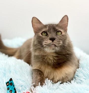 Enlarge Onomatopoeia , a Adoptable mixed breed in Covington, LA image 1/6