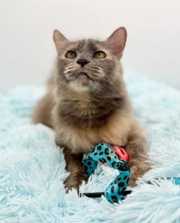 Enlarge Onomatopoeia , a Adoptable mixed breed in Covington, LA image 3/6