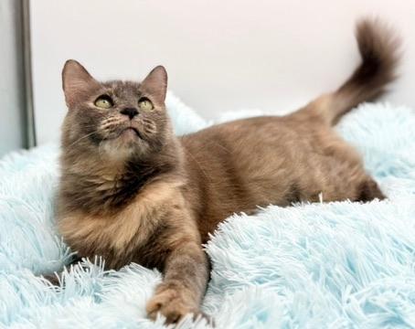 Enlarge Onomatopoeia , a Adoptable mixed breed in Covington, LA image 5/6