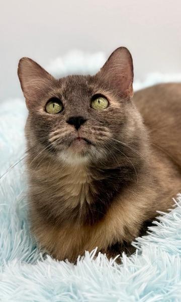 Enlarge Onomatopoeia , a Adoptable mixed breed in Covington, LA image 6/6