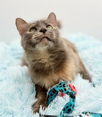 Enlarge Onomatopoeia , a Adoptable mixed breed in Covington, LA image 2/6