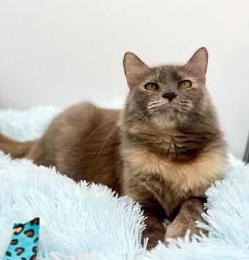 Enlarge Onomatopoeia , a Adoptable mixed breed in Covington, LA image 4/6