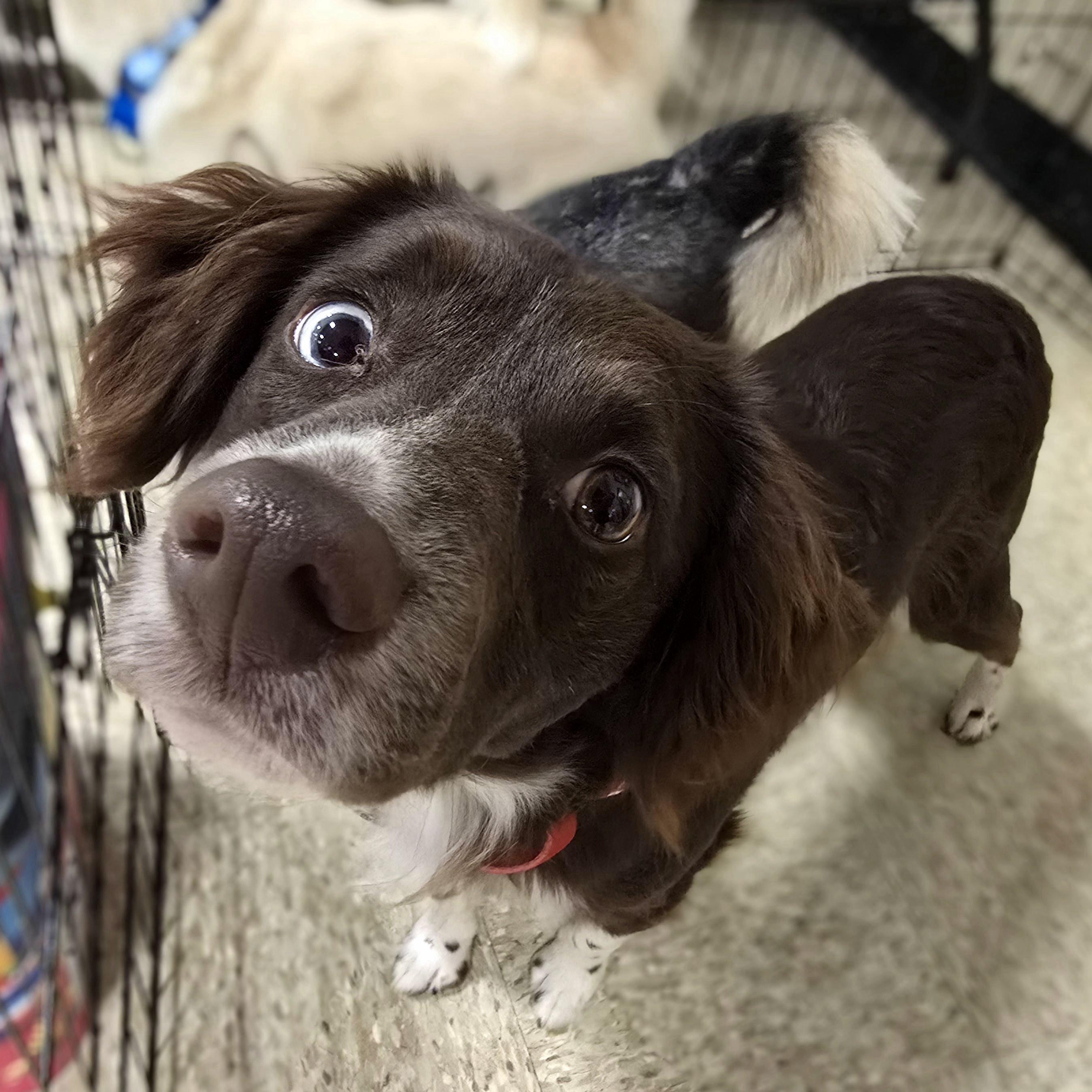 Dakota, a Adoptable mixed breed in Cedar Rapids, IA image 1/5