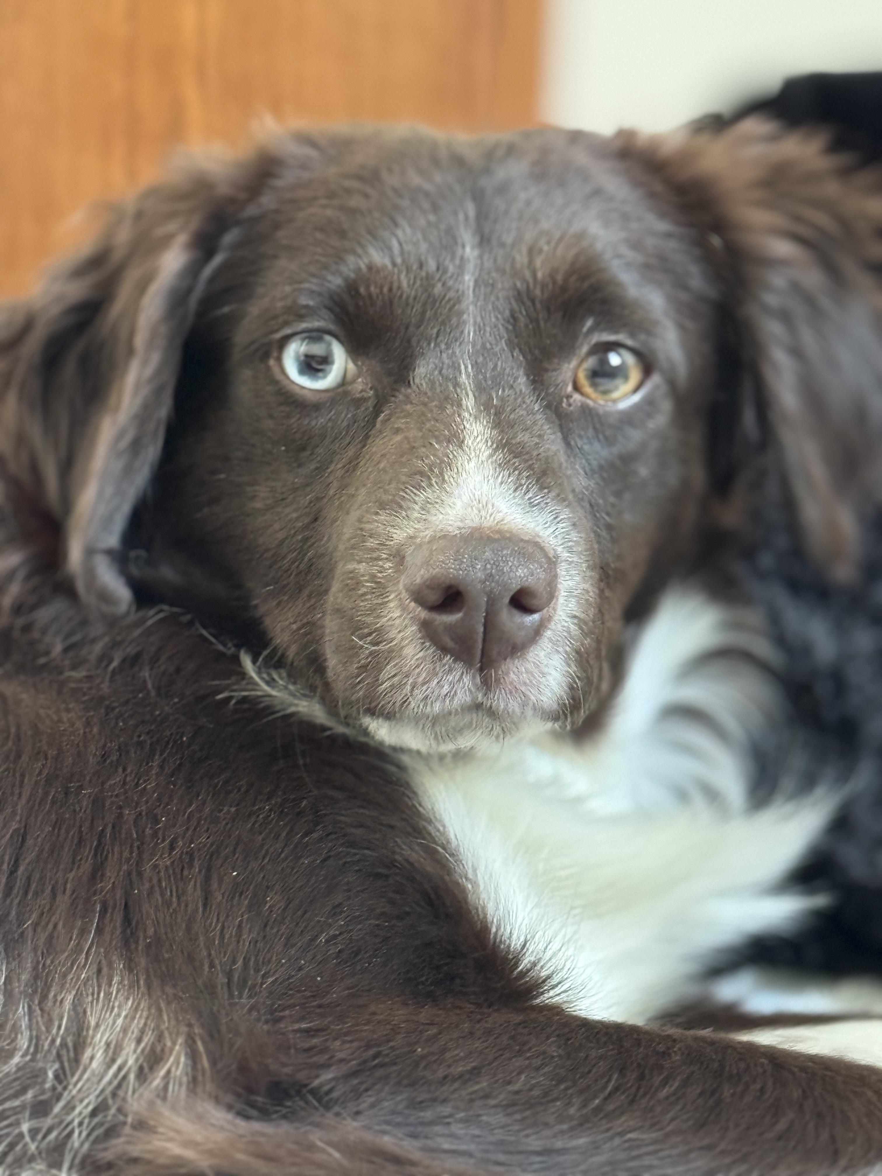 Dakota, a Adoptable mixed breed in Cedar Rapids, IA image 4/5