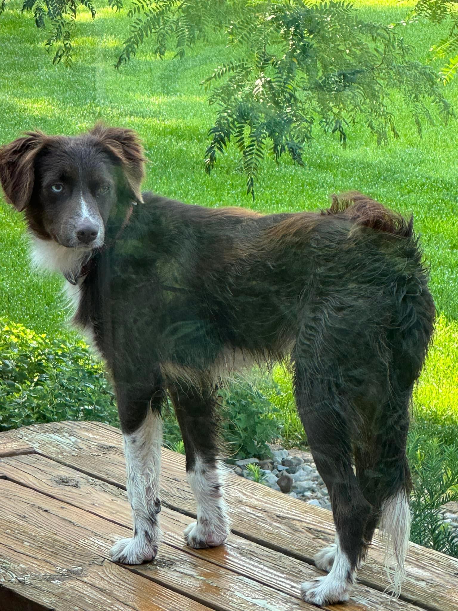 Dakota, a Adoptable mixed breed in Cedar Rapids, IA image 5/5