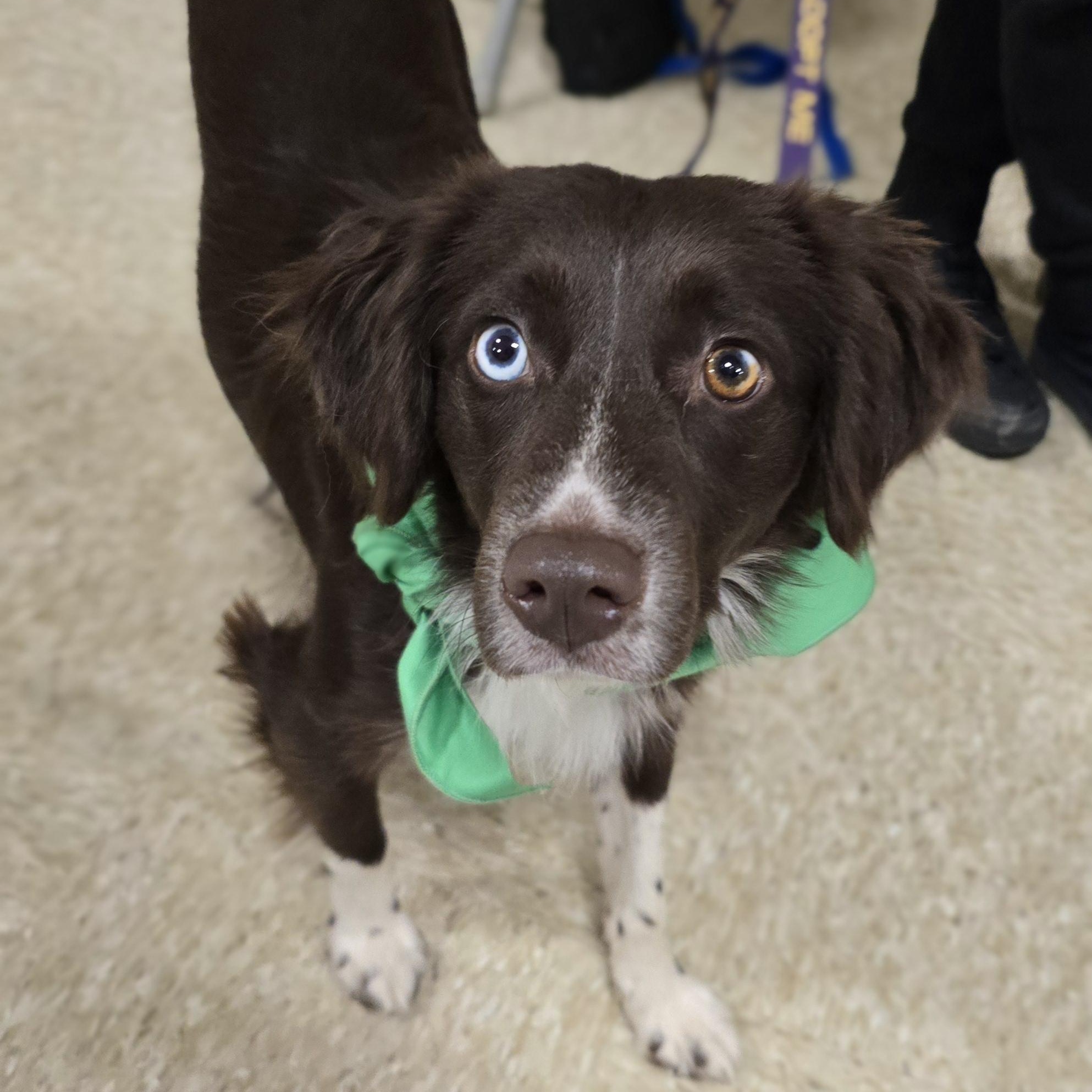 Dakota, a Adoptable mixed breed in Cedar Rapids, IA image 2/5