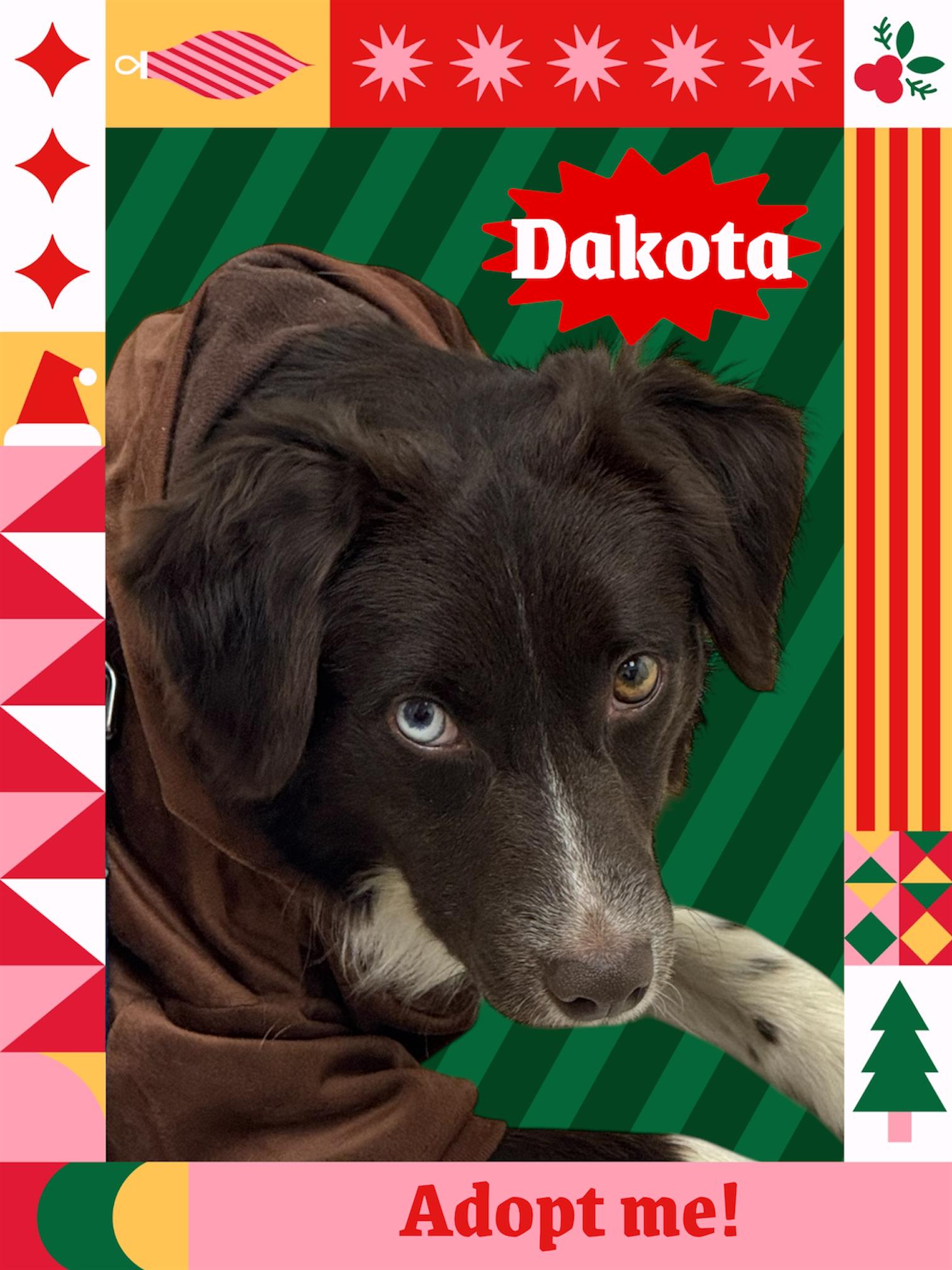 Dakota, a Adoptable mixed breed in Cedar Rapids, IA image 3/5