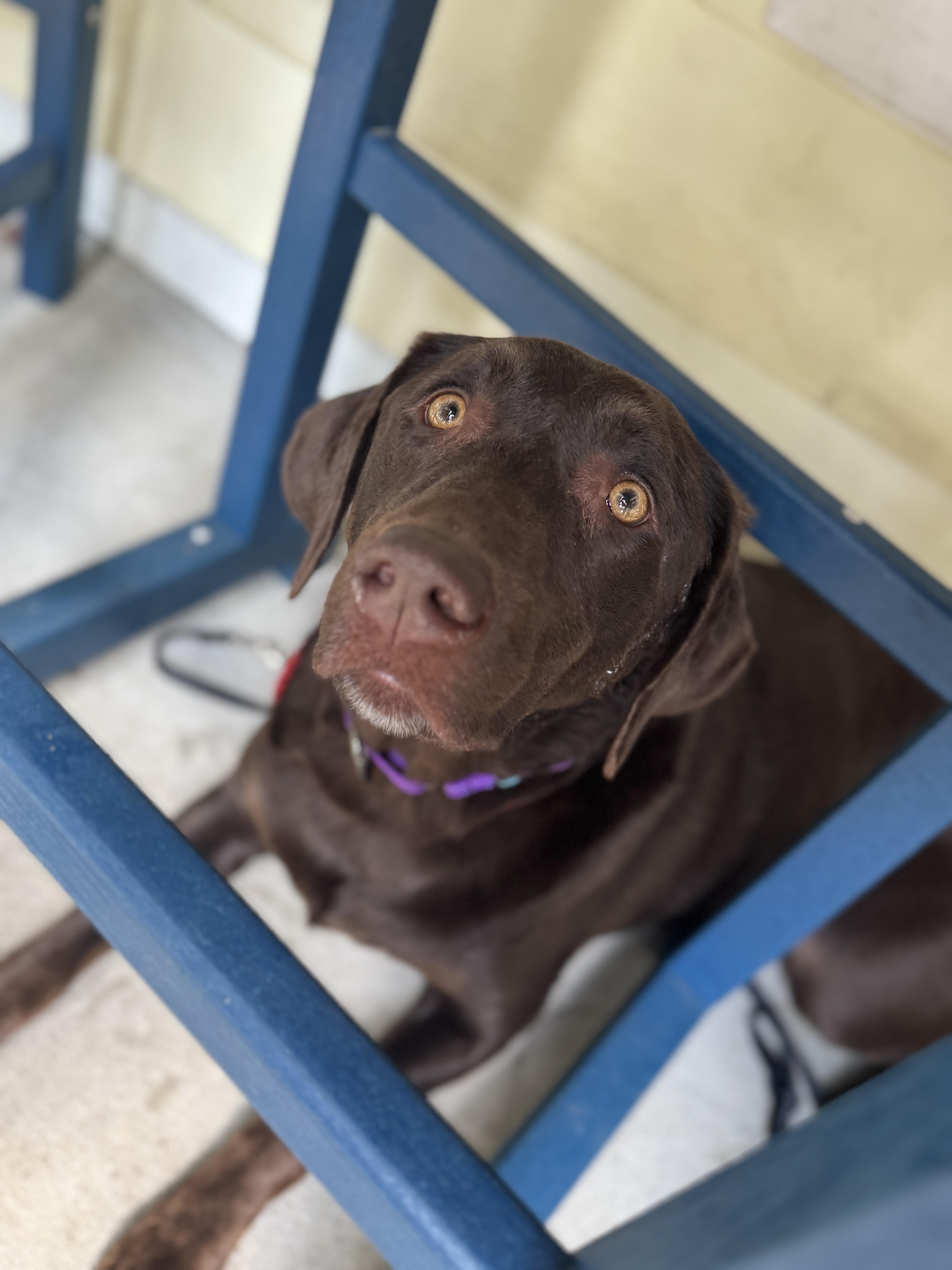 Eva , ADOPTABLE, Adult Female Chocolate Labrador Retriever.