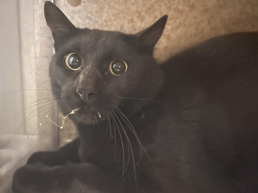 Enlarge APPA, a Adoptable Domestic Short Hair in Loveland, CO image 1/1