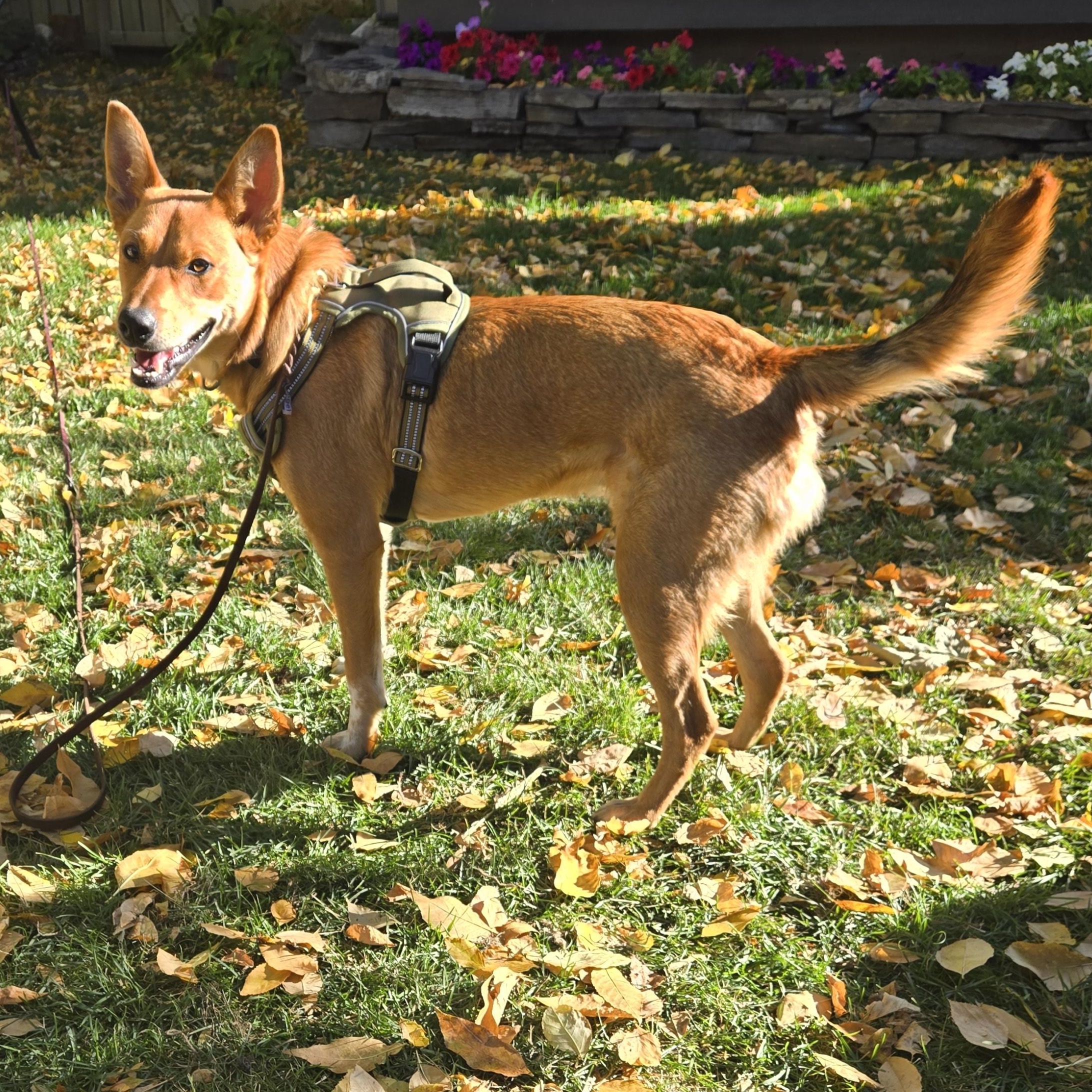 Rocky, ADOPTABLE, Adult Male Corgi.