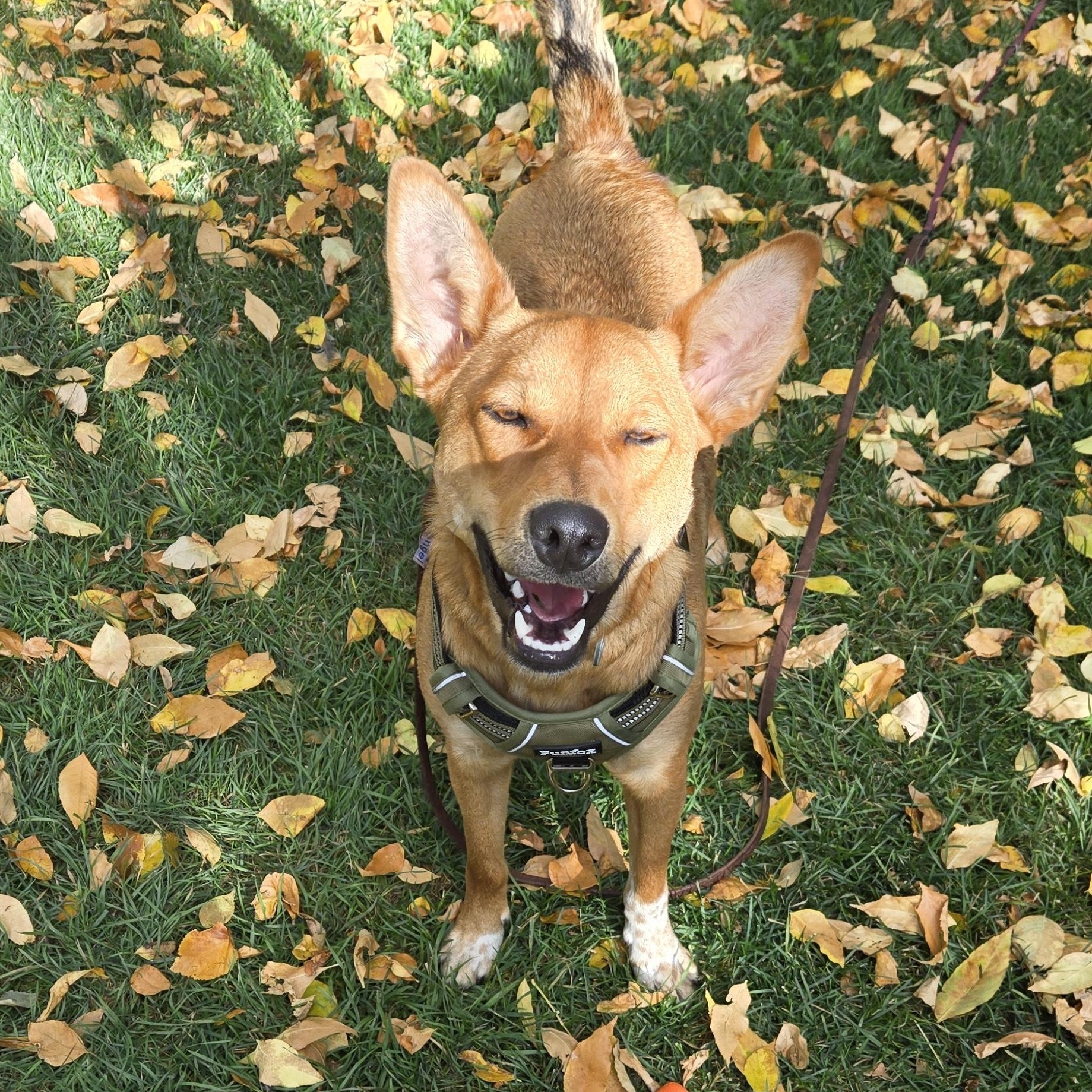 Enlarge Rocky, a ADOPTABLE mixed breed in Calgary, AB image 2/4