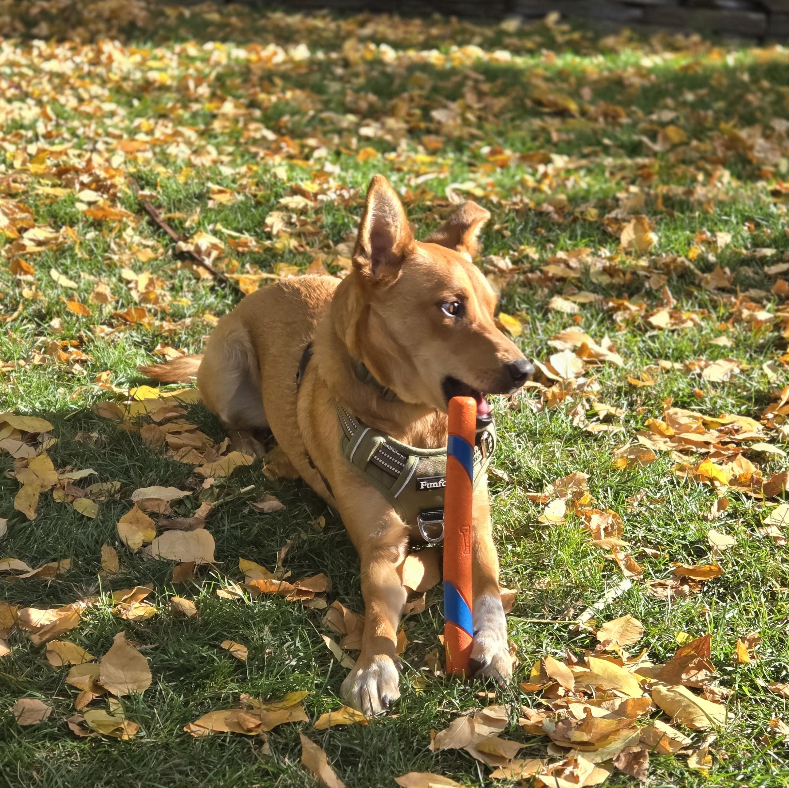 Enlarge Rocky, a ADOPTABLE mixed breed in Calgary, AB image 3/4