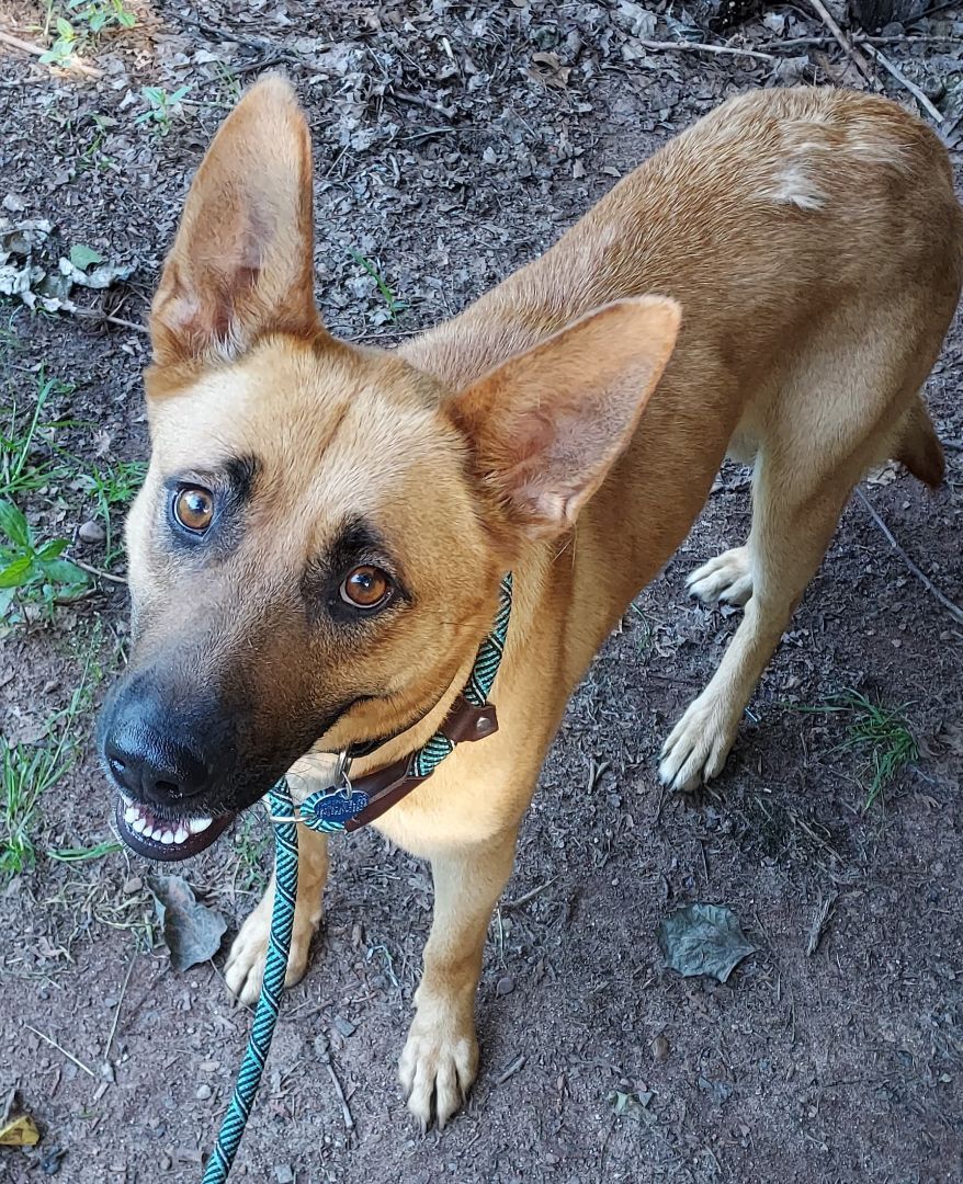 Rosie, a Adoptable mixed breed in Southington, CT image 1/11