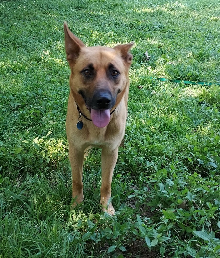 Rosie, a Adoptable mixed breed in Southington, CT image 2/11