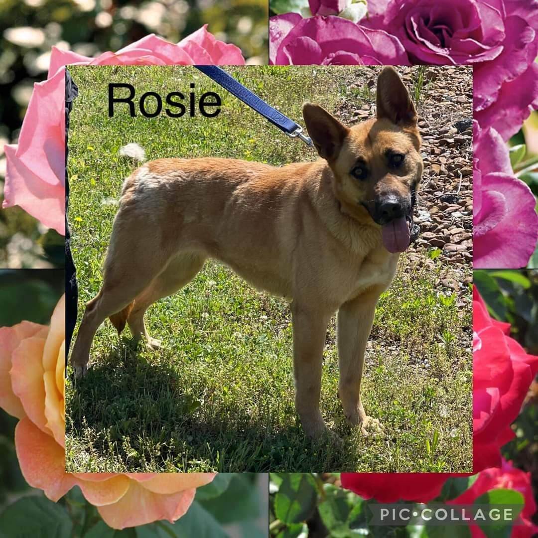 Rosie, a Adoptable mixed breed in Southington, CT image 4/11