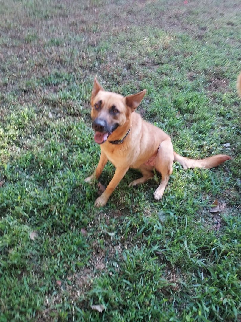 Rosie, a Adoptable mixed breed in Southington, CT image 5/11