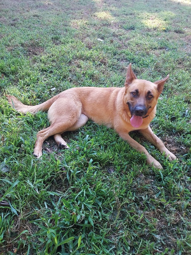 Rosie, a Adoptable mixed breed in Southington, CT image 6/11