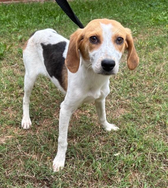 Enlarge JOLIE, a Adoptable Hound in Warrenton, NC image 1/3