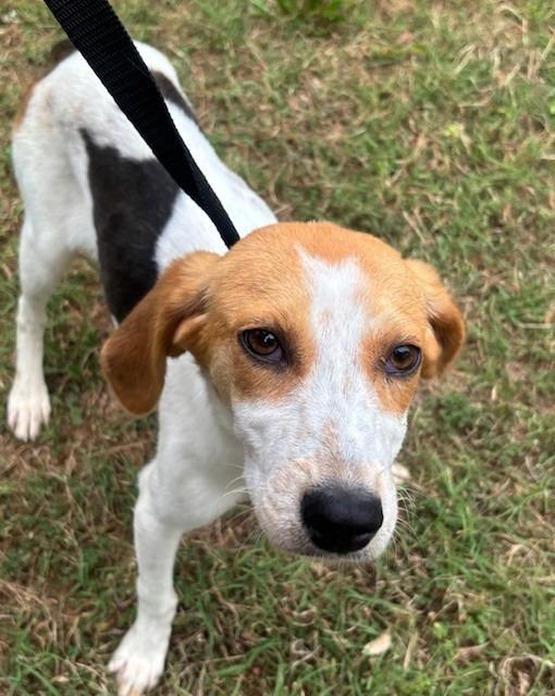 Enlarge JOLIE, a Adoptable Hound in Warrenton, NC image 2/3