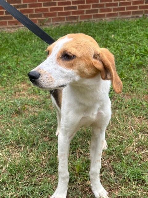 Enlarge JOLIE, a Adoptable Hound in Warrenton, NC image 3/3