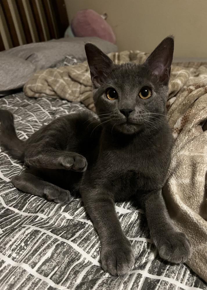 Enlarge Bonded siblings: Summer and Gin, a Adoptable mixed breed in Forest Knolls, CA image 1/6